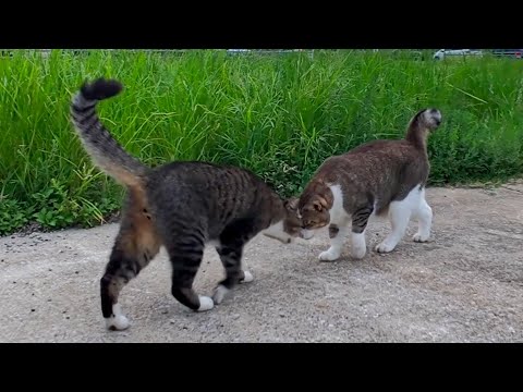 漁港を寄り添って歩く猫たちの尊すぎる瞬間🐾🐱✨(YouTube)