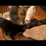 誰かいない朝ご飯(YouTube)