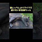 猫じゃらしよりマイクで遊びたい灰色猫ちゃん #猫 #ねこ #cat(YouTube)