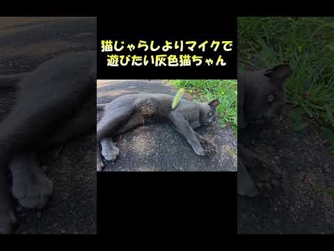 猫じゃらしよりマイクで遊びたい灰色猫ちゃん #猫 #ねこ #cat(YouTube)
