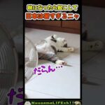 日本の夏が暑すぎて溶けちゃう猫w【ネコ】#猫 #cat(YouTube)