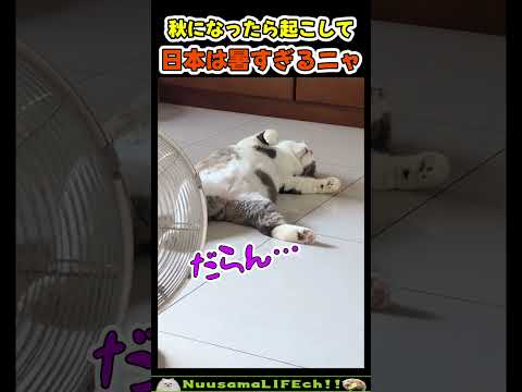日本の夏が暑すぎて溶けちゃう猫w【ネコ】#猫 #cat(YouTube)