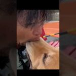 爽やかな1日の始まりは犬吸いから #ゴールデンレトリバー #大型犬のいる生活 #goldenretriever #癒し #動物(YouTube)