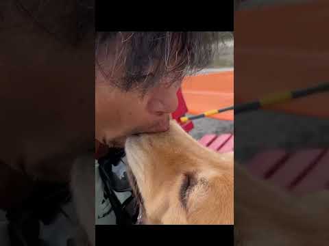 爽やかな1日の始まりは犬吸いから #ゴールデンレトリバー #大型犬のいる生活 #goldenretriever #癒し #動物(YouTube)
