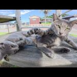 そっくりな猫の兄弟を一緒に遊ばせようとしたら喧嘩になったw(YouTube)