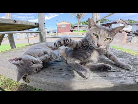 そっくりな猫の兄弟を一緒に遊ばせようとしたら喧嘩になったw(YouTube)