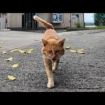 顔を見ると喜んで駆け寄ってくる茶トラ猫がかわいすぎる(YouTube)