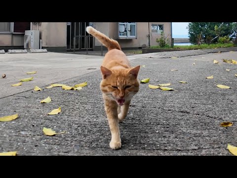 顔を見ると喜んで駆け寄ってくる茶トラ猫がかわいすぎる(YouTube)