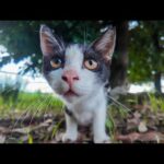 公園駐車場で出会った猫家族！警戒心MAX子猫が勇気を出してカメラに反撃してきた🐾(YouTube)