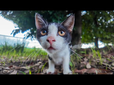 公園駐車場で出会った猫家族！警戒心MAX子猫が勇気を出してカメラに反撃してきた🐾(YouTube)