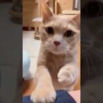 おねだり(YouTube)