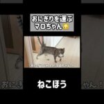 おにぎりを運ぶマロちゃんが可愛い🍙 #shorts(YouTube)