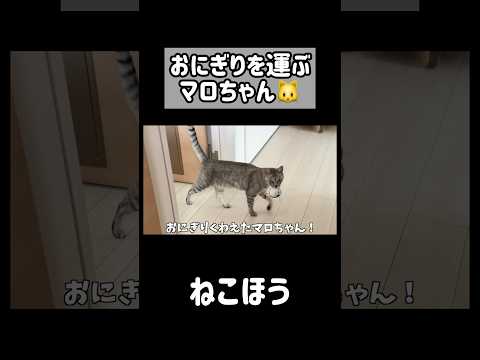 おにぎりを運ぶマロちゃんが可愛い🍙 #shorts(YouTube)