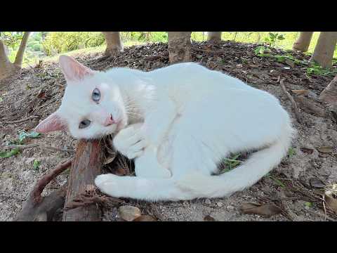 美しい白猫ちゃんをモフると裏返しになってリラックスしてくれた(YouTube)