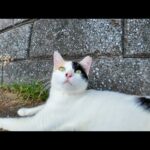 海辺の公園で三毛猫ちゃんにちゅーるをあげたら可愛すぎた(YouTube)