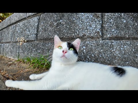 海辺の公園で三毛猫ちゃんにちゅーるをあげたら可愛すぎた(YouTube)