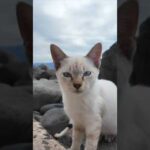 防波堤にいた子猫がかわいすぎる(YouTube)
