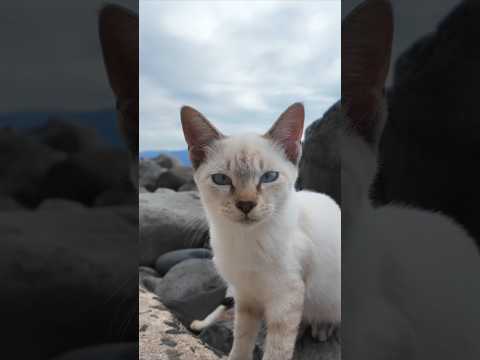 防波堤にいた子猫がかわいすぎる(YouTube)