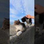 キジシロ猫をモフるとハチワレ猫を割り込んできた #猫 #ねこ #cat(YouTube)