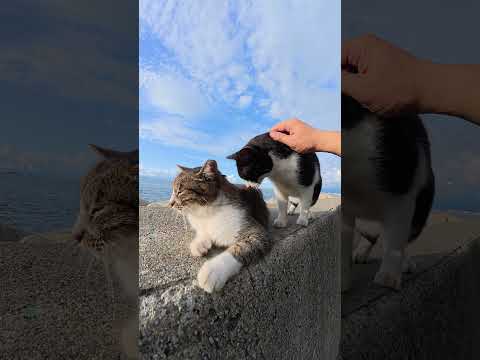 キジシロ猫をモフるとハチワレ猫を割り込んできた #猫 #ねこ #cat(YouTube)