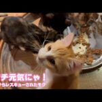 アタチ元気にゃ！  泥の中からレスキューされたモグ   2025 09 05 1(YouTube)