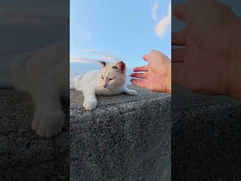 マロ顔の猫ちゃんが堤防の上で夕日を浴びる #猫 #ねこ #cat(YouTube)