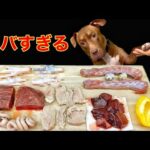 犬の咀嚼音!手作りごはんを食べる咀嚼音がクセになる(YouTube)
