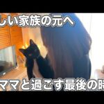 子猫が旅立つ日、ママと過ごす最後の時間(YouTube)