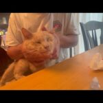 レオくんの心と目の怪我は回復中(YouTube)