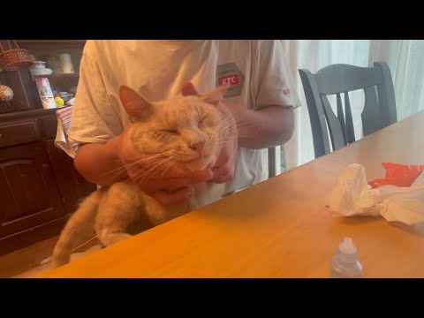 レオくんの心と目の怪我は回復中(YouTube)