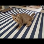 尼崎へ行った猫たちに会ってきました(YouTube)
