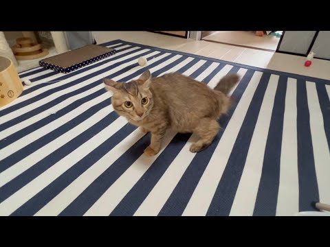 尼崎へ行った猫たちに会ってきました(YouTube)