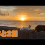 あと2日  子猫達3匹巣立ちます   2025 09 25 1(YouTube)