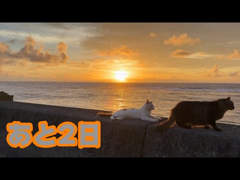 あと2日  子猫達3匹巣立ちます   2025 09 25 1(YouTube)