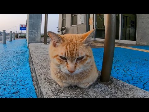 フェリー乗り場の前にいた茶トラ猫がかわいすぎた(2019年4月撮影)(YouTube)