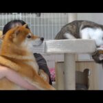 柴犬の親分の過去イチで慌てさせた猫のドーナッツ現象が、これ。(YouTube)