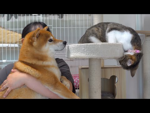 柴犬の親分の過去イチで慌てさせた猫のドーナッツ現象が、これ。(YouTube)
