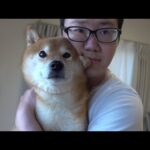 いよいよ明日‥柴犬とのお泊まり会でまたも不思議なお話を聞きました。(YouTube)