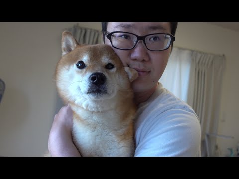いよいよ明日‥柴犬とのお泊まり会でまたも不思議なお話を聞きました。(YouTube)