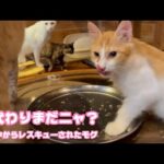 お代わりまだニャ？  泥の中からレスキューされたモグ  巣立ちまで13日   2025 09 14 1(YouTube)