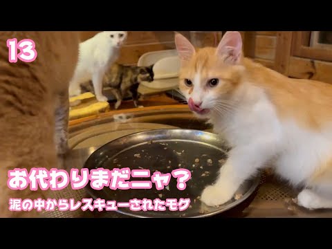 お代わりまだニャ？  泥の中からレスキューされたモグ  巣立ちまで13日   2025 09 14 1(YouTube)