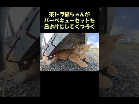 茶トラ猫ちゃんがバーベキューセットを日よけにしてくつろぐ #猫 #ねこ #cat(YouTube)