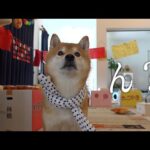 柴犬が主役のお祭りが一転！猫が消えて大慌てに。。(YouTube)