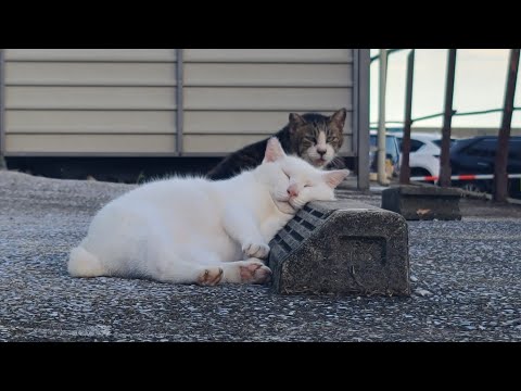 感動猫動画 のライブ配信(YouTube)