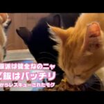 朝ご飯派は健全なのニャ  泥の中からレスキューされたモグ  巣立ちまで15日   2025 09 12 1(YouTube)