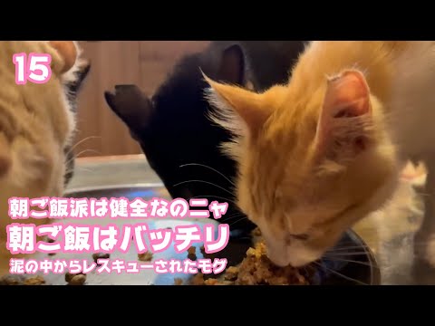 朝ご飯派は健全なのニャ  泥の中からレスキューされたモグ  巣立ちまで15日   2025 09 12 1(YouTube)