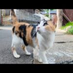 港町の路地裏で出会った猫達がかわいすぎる(YouTube)