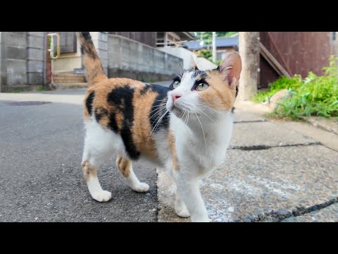 港町の路地裏で出会った猫達がかわいすぎる(YouTube)