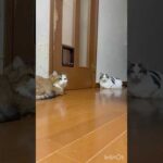 ゆるゆるの金剛力士像(YouTube)