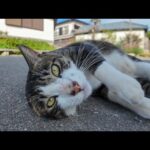 撫でられに割り込む猫と、遠くから見てるだけの猫【対照的すぎて可愛い】(YouTube)